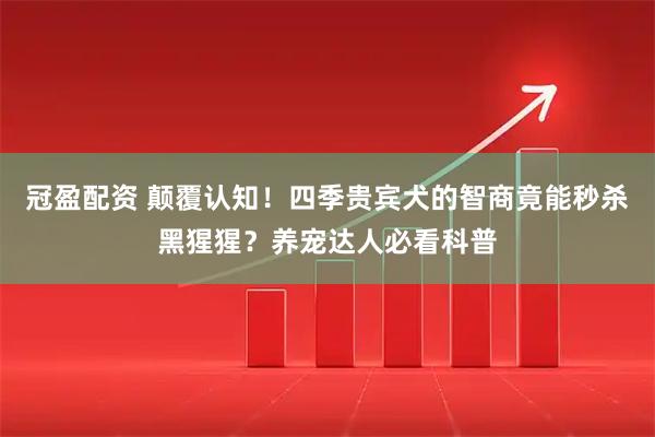 冠盈配资 颠覆认知！四季贵宾犬的智商竟能秒杀黑猩猩？养宠达人必看科普